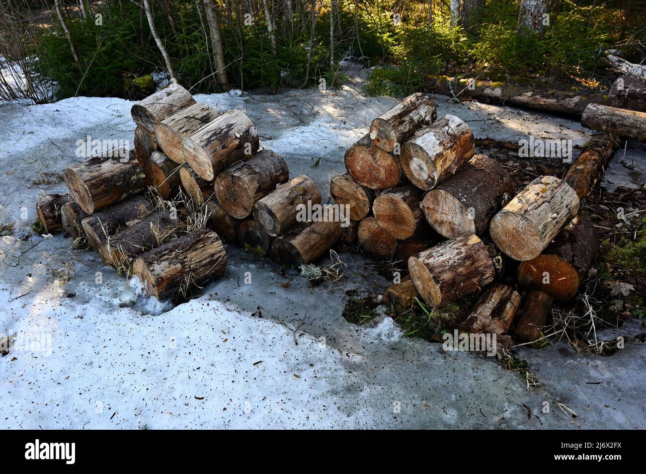 montones de leña en la nieve en invierno en el bosque Foto de stock