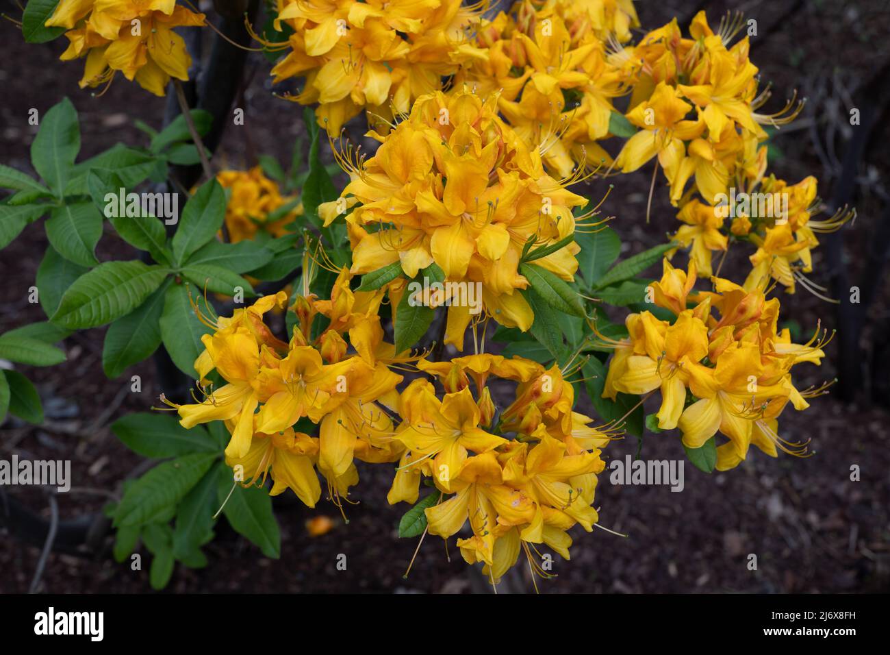 Rhododendron luteum Azalea dulce, amarillo o miel Azalea florece flores en  la familia Ericaceae Fotografía de stock - Alamy