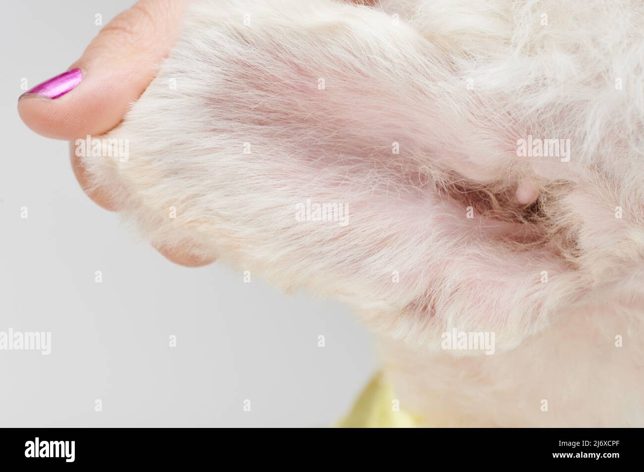 Limpie el oído sano del perro dentro de la vista después de arreglarse Foto de stock
