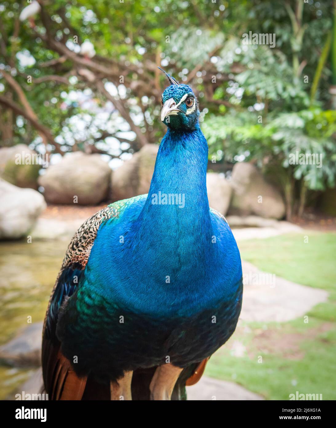 Retrato de un pavo real azul. Foto de stock