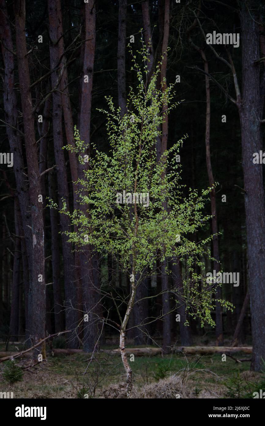 Hojas verdes frescas de un abedul joven en primavera sobre un fondo de un bosque de pino oscuro Foto de stock