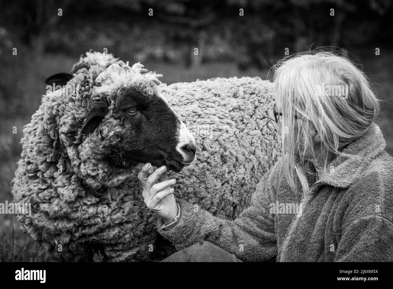 Lindos ovejas y granjero, animales de mascotas, al aire libre en la naturaleza. Foto de stock