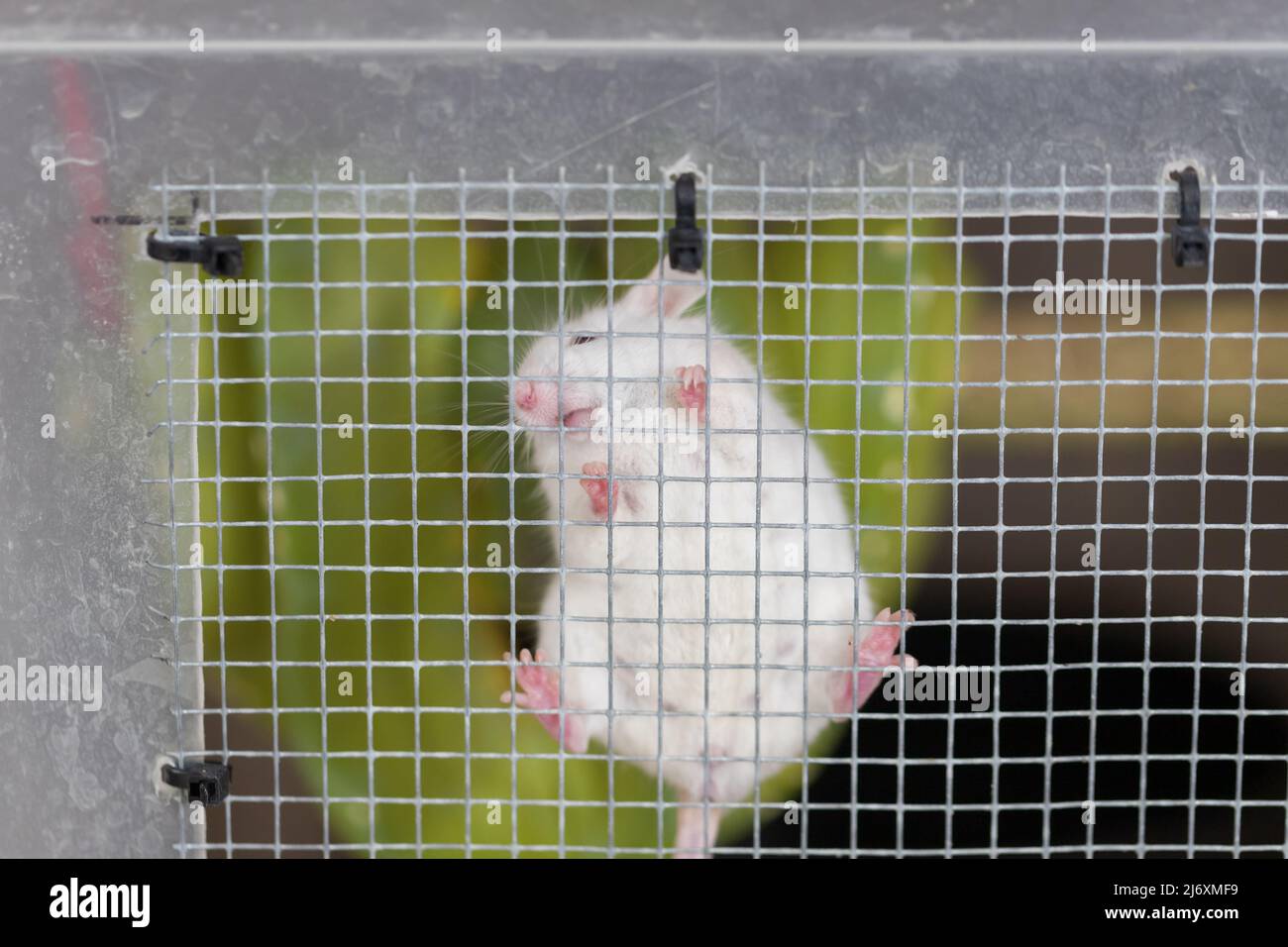 Ratón blanco de laboratorio sobre una malla de alambre en una jaula. Foto de stock