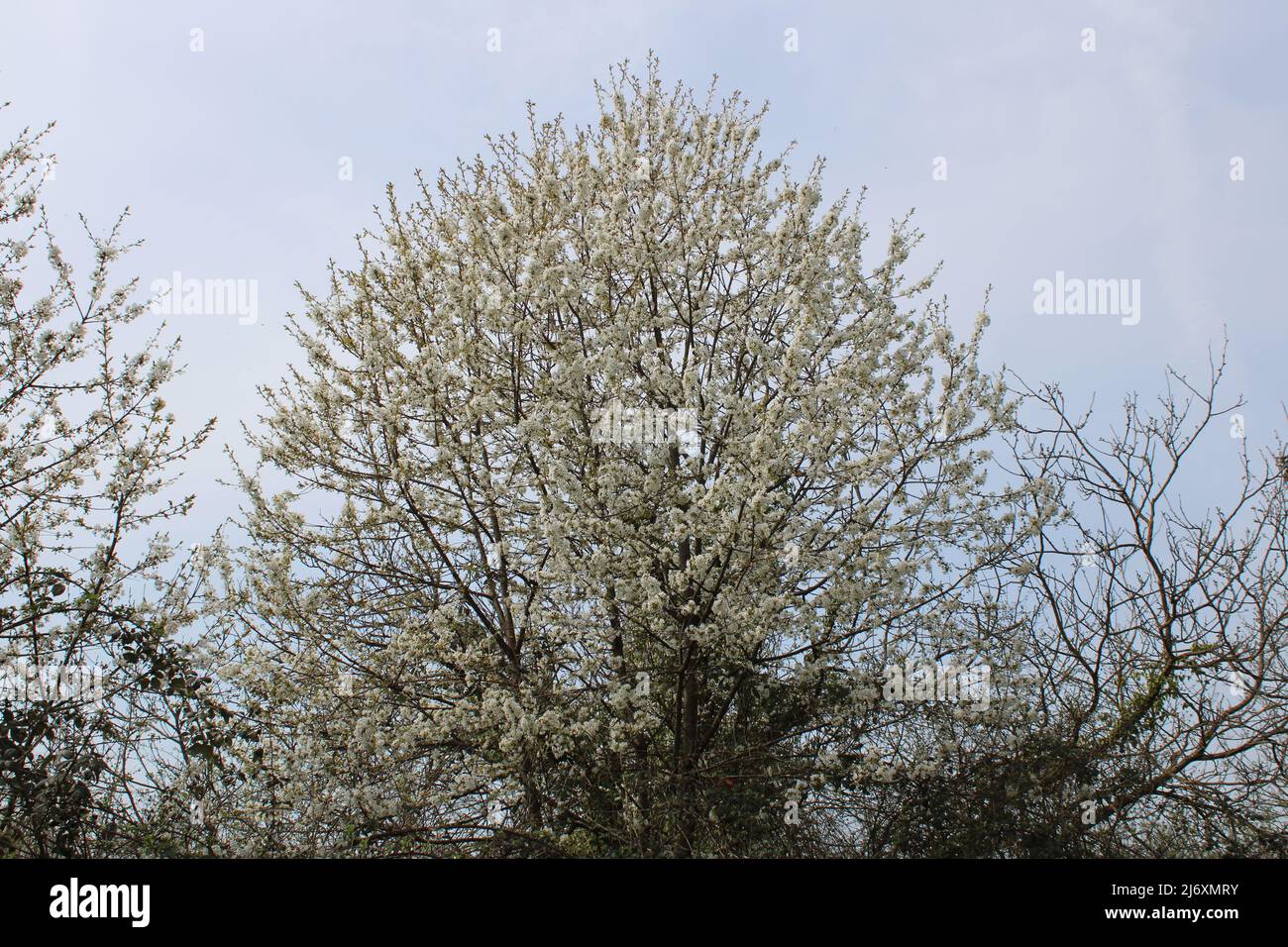 Floreciendo bosques y campos de primavera en el campo cerca de Zagreb, Croacia Foto de stock