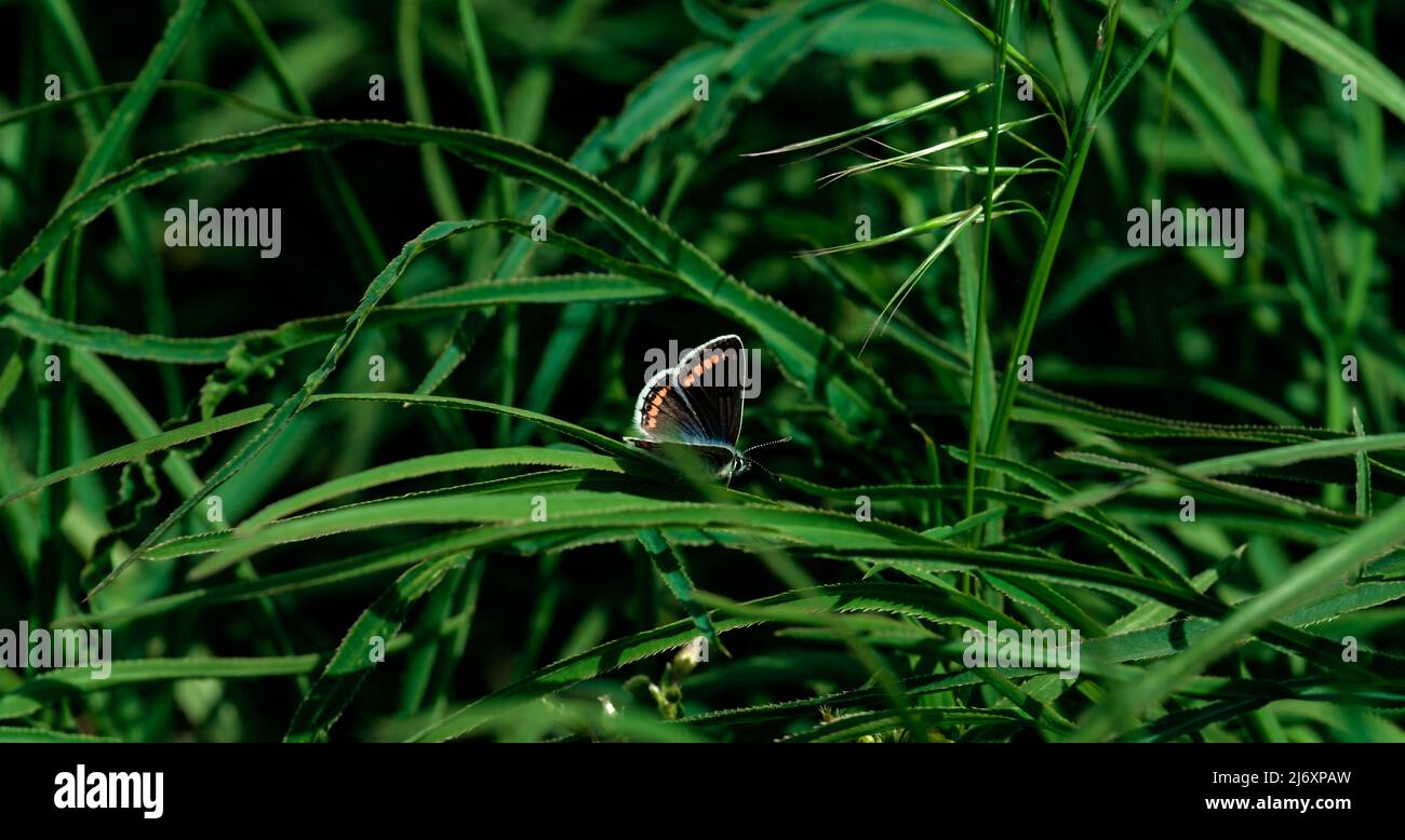 Hermosa mariposa oscura en rama en primavera en el amanecer en luz y fondo de hierba macro. Elegante imagen artística naturaleza. Formato de banner, espacio de copia. Foto de stock