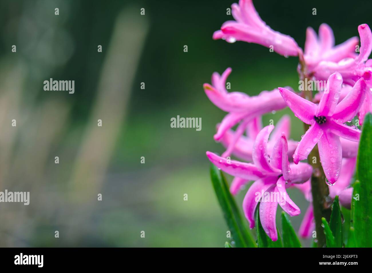 Jacinto de fondo floreciendo en el bosque. Macro de jacinto púrpura flor pradera. Un manojo de flores de jacinto blanco en el campo de primavera. Principios de la primavera Foto de stock