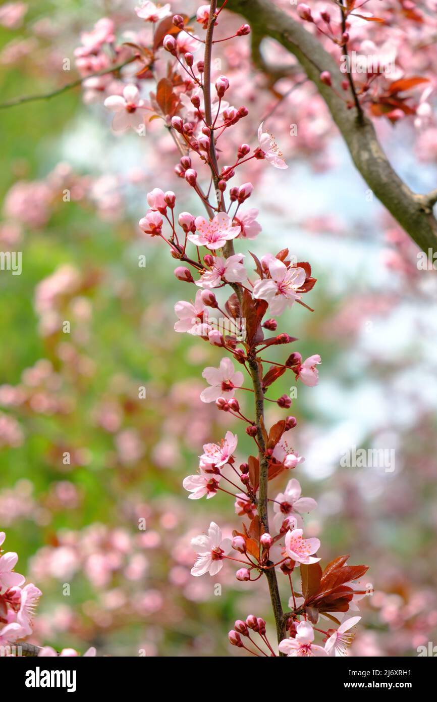 Árbol floreciente con flores rosadas al sol de la mañana. Primavera flor de fondo. Hermosa flor sakura florece en flor con rama Foto de stock