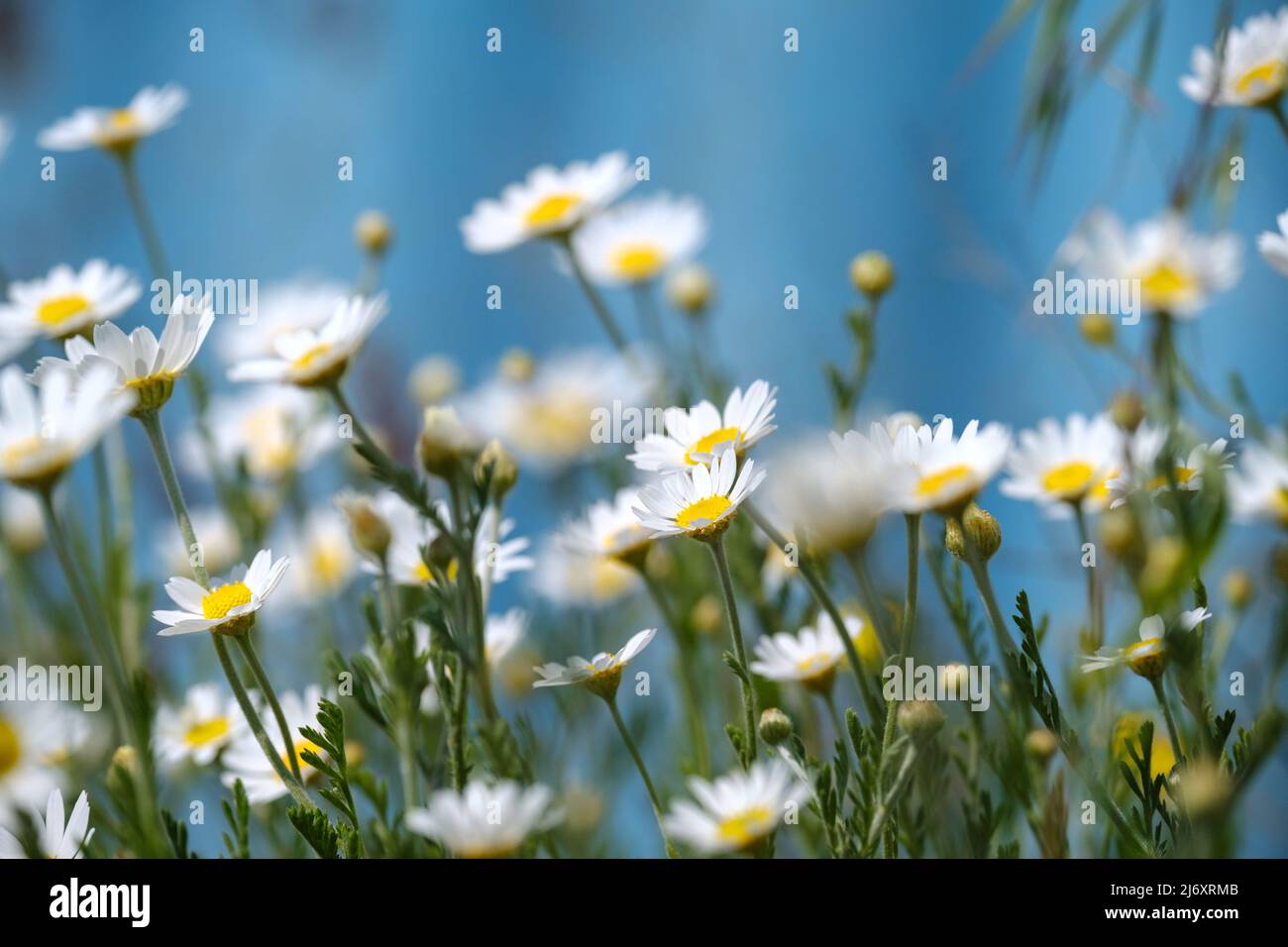 margaritas blancas sobre fondo azul. Daisy flor en prado verde. Hermoso prado en primavera lleno de margaritas con flor de color amarillo blanco Foto de stock