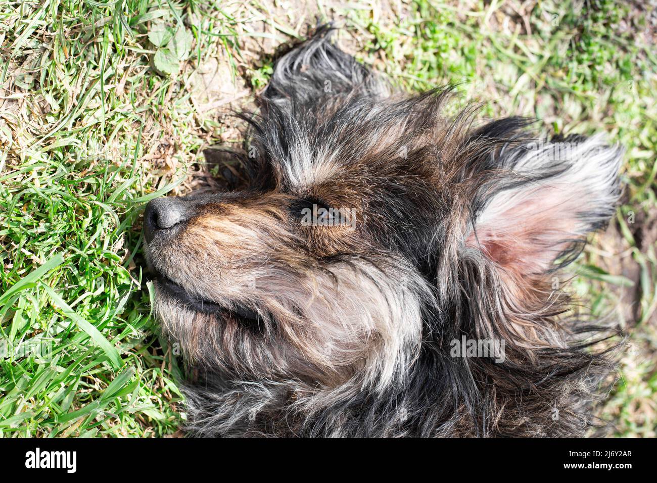 hocico de un perro peludo tumbado en la hierba. Cuidado de mascotas. Foto de stock