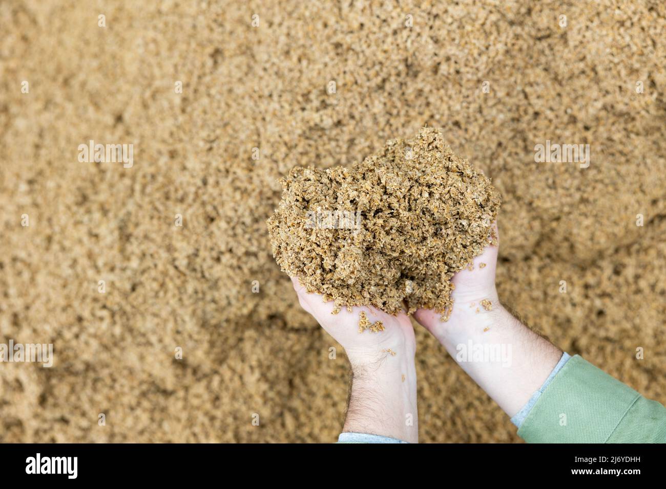 Manos de un trabajador agrícola masculino que tiene un puñado de granos