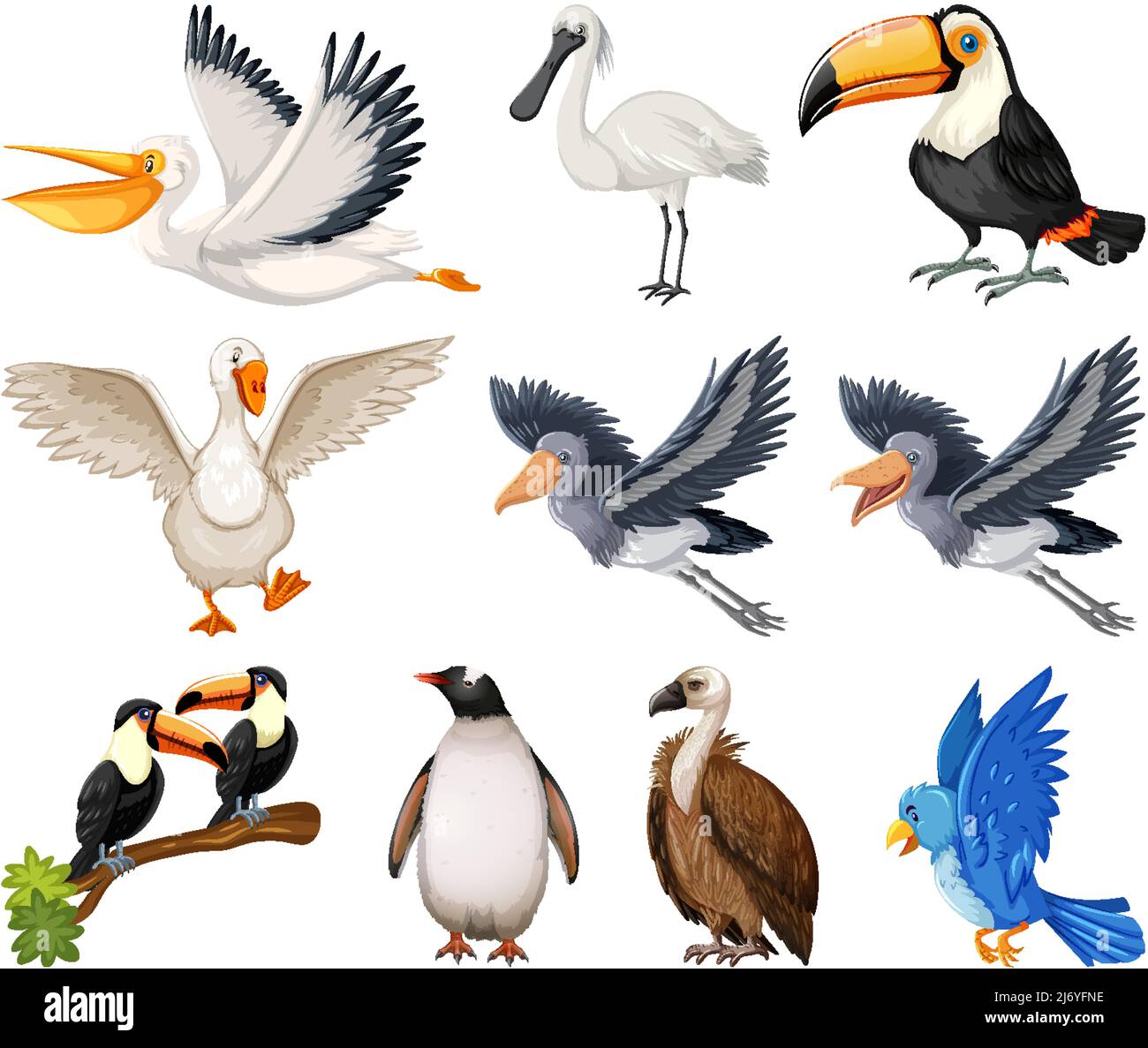 Diferentes tipos de ilustración de la colección de aves Imagen Vector de  stock - Alamy