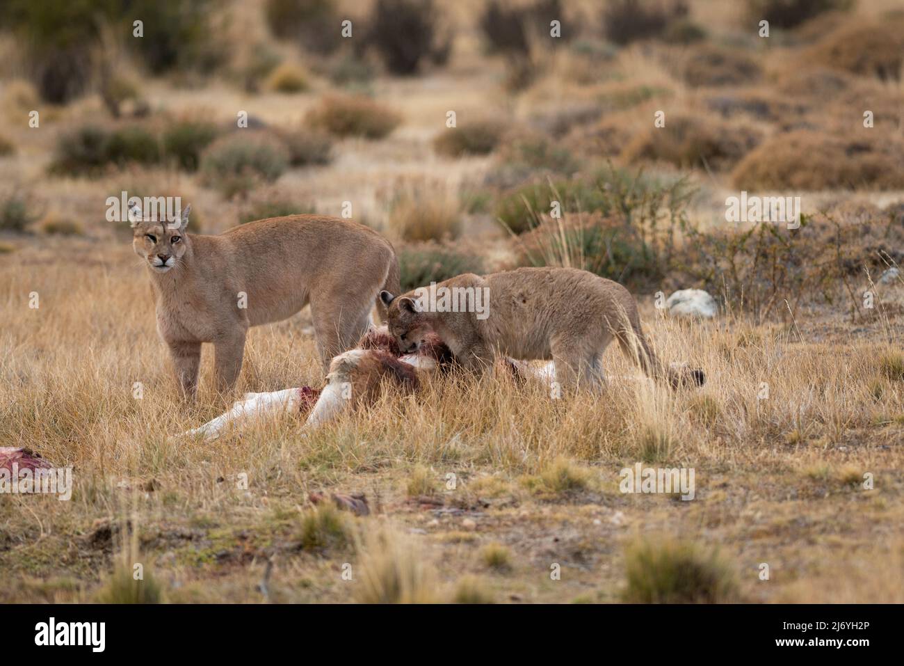 A Puma observa como su cachorro se alimenta de un Guanaco en el sur de Chile Foto de stock