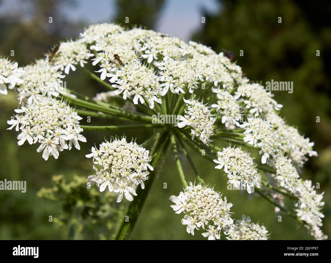Pleurosspermum uralense, la planta de flores perteneciente a la familia Apiaceae en el medio ambiente natural. Montañas de Altai. Foto de stock
