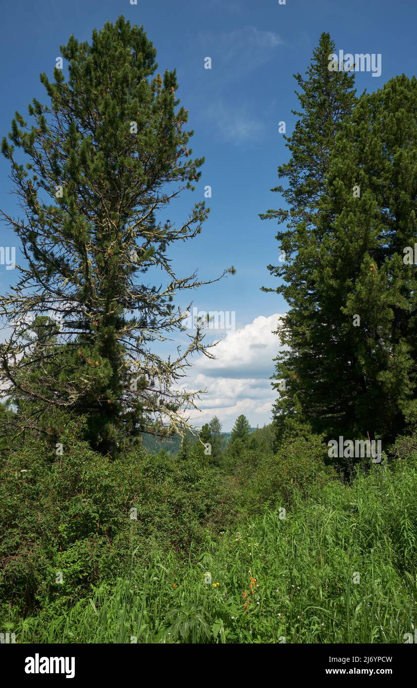 Bosque de Pinus sibirica сedar en el paso de montaña Seminsky. Ramas de árboles cubiertas de líquenes colgantes Usnea. Foto de stock