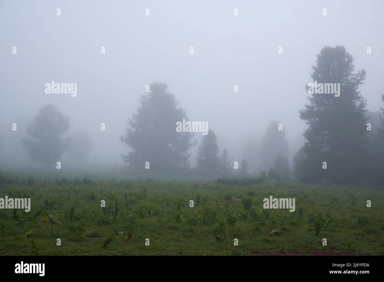 Niebla matutina en bosque de montaña. Altai, Siberia. Foto de stock