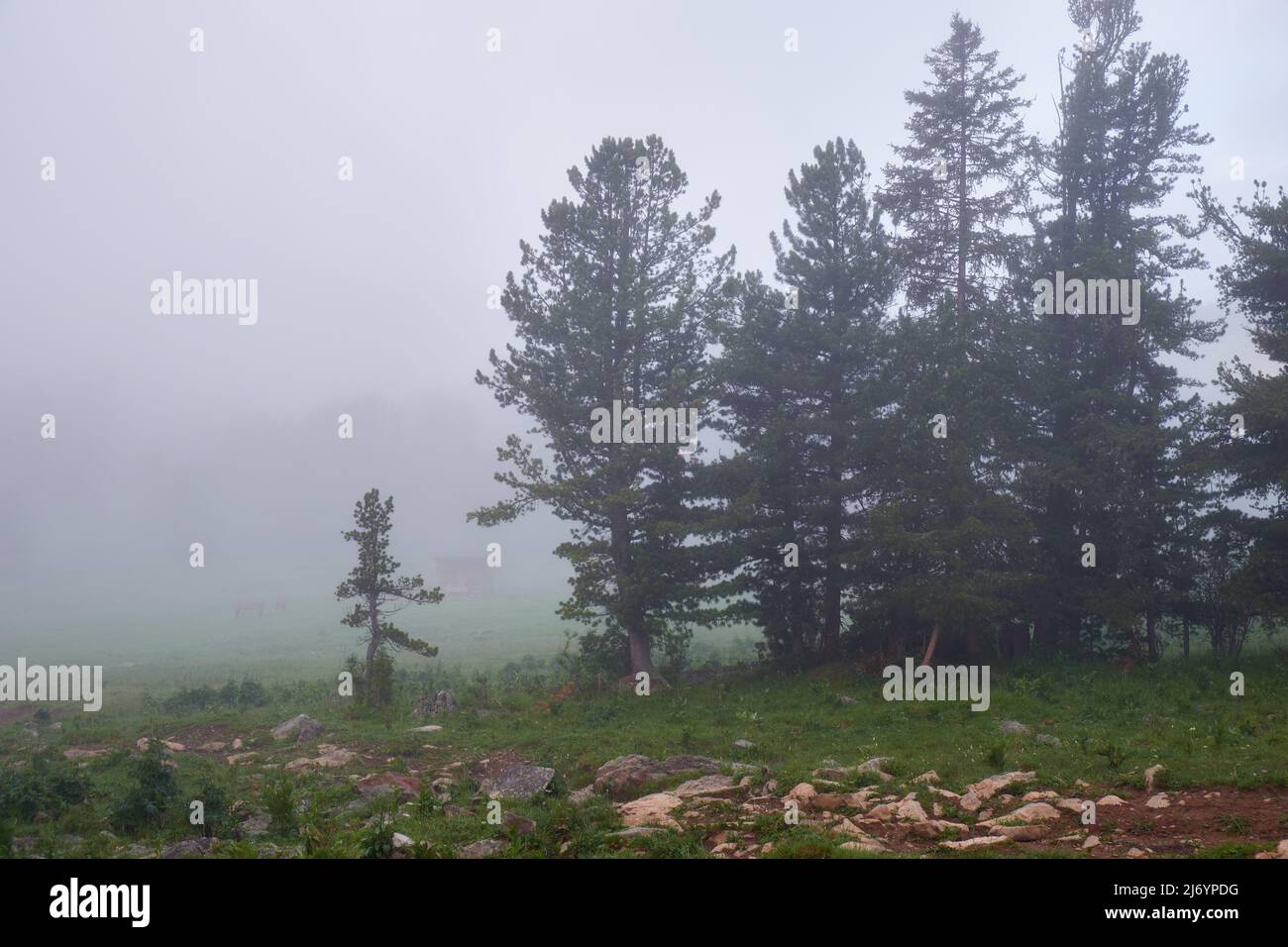 Niebla matutina en bosque de montaña. Altai, Siberia. Foto de stock