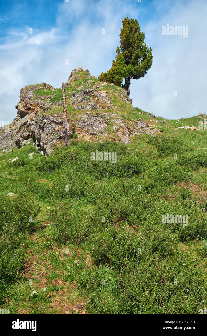 Acantilado de piedra solitaria en la ladera de la montaña. En la parte superior crece un árbol de cedro. Cordillera Seminsky en Altai, Siberia. Foto de stock