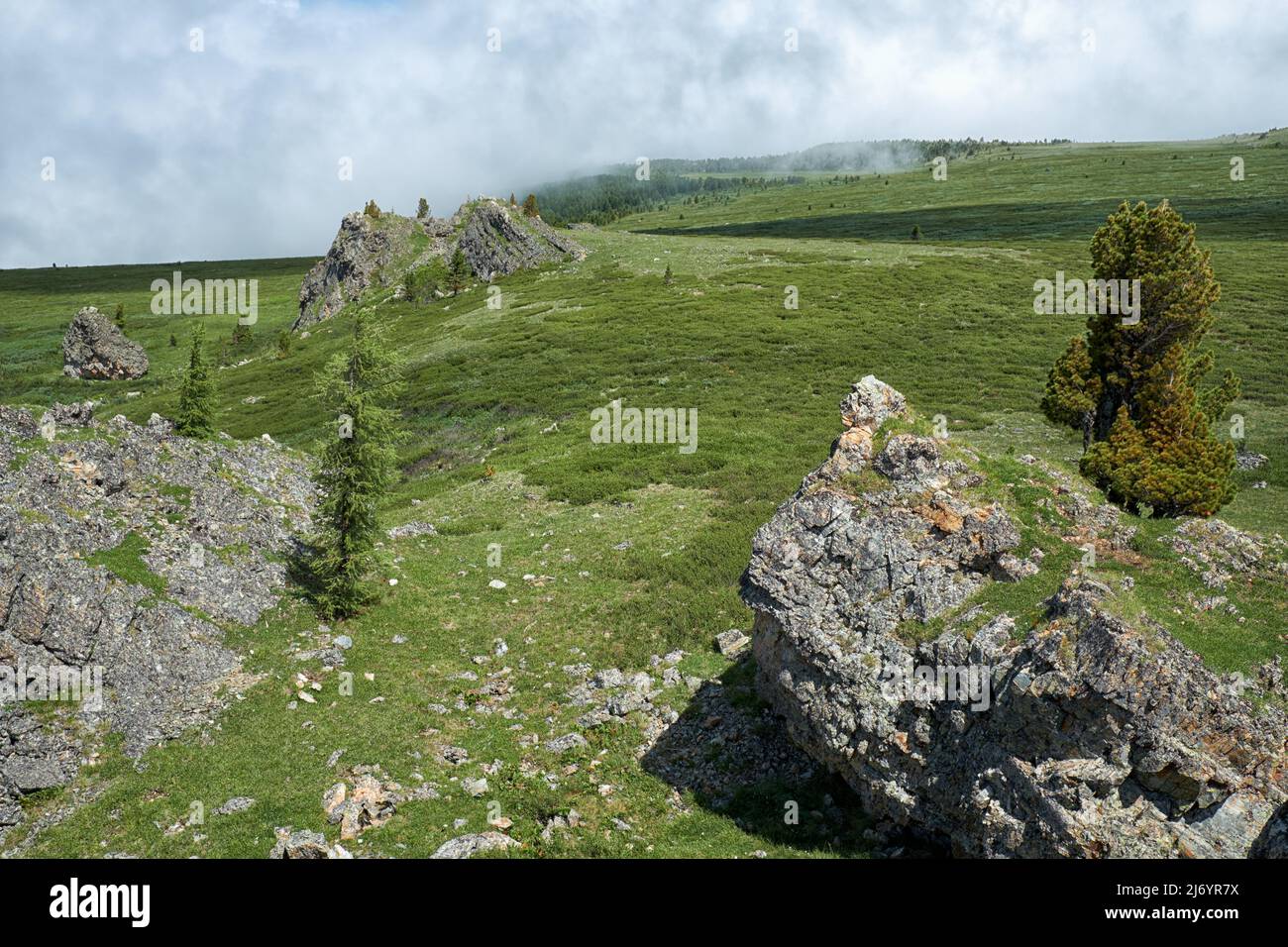 Acantilados de piedra en la ladera de la montaña. En la parte superior crece un árbol de cedro. Cordillera Seminsky en Altai, Siberia. Foto de stock