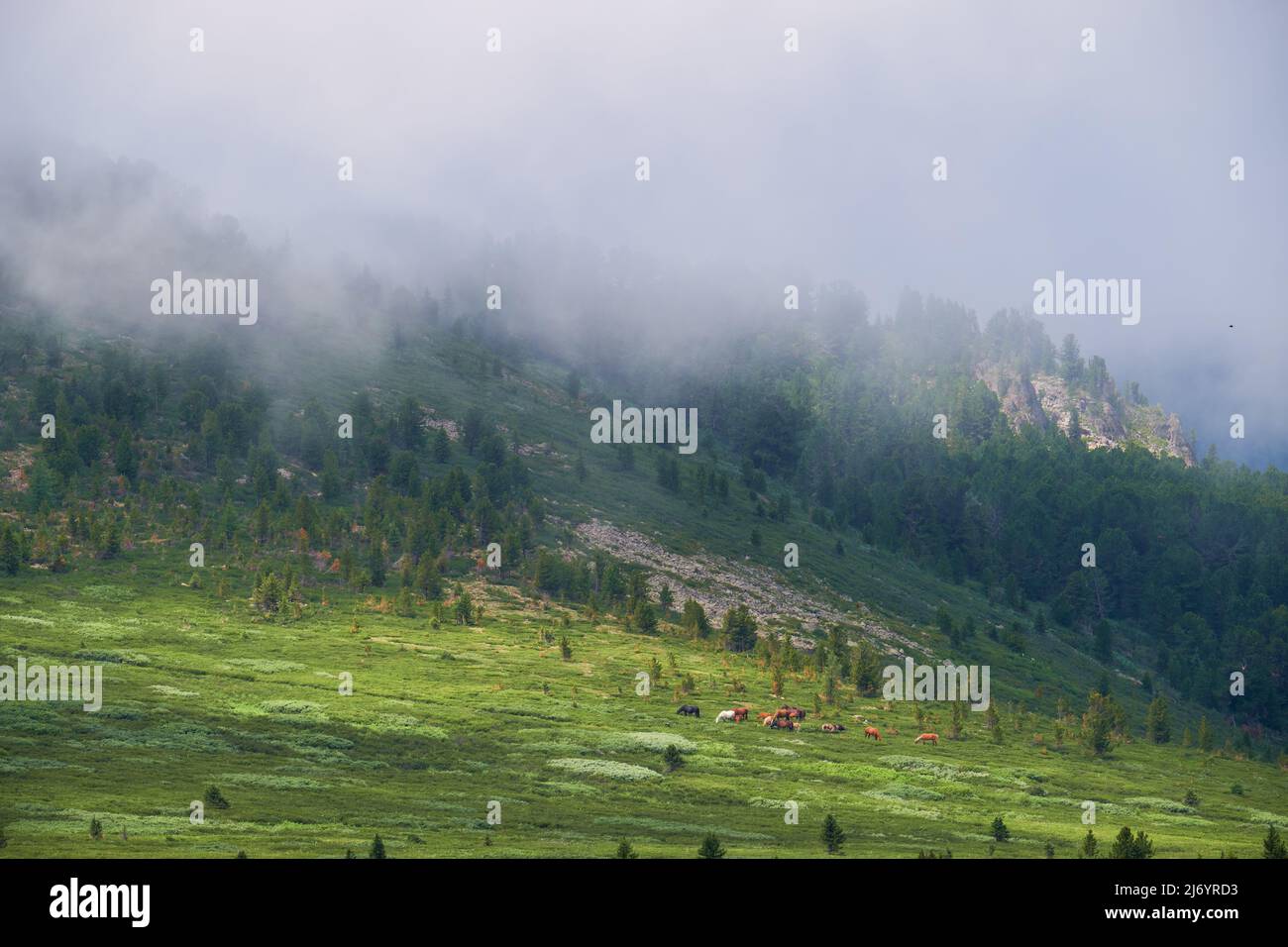 Niebla matutina en las montañas. Una manada de caballos está pastando bajo la montaña. Altai, Siberia. Foto de stock