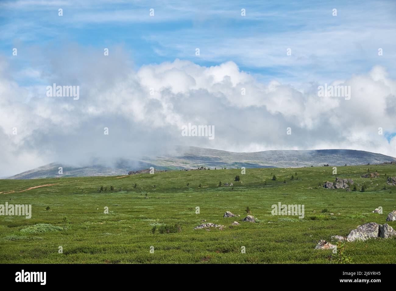 Piedras y matorrales de abedul enano Betula exilis en las tierras altas de Altai. Cordillera Seminsky. Monte Sarlyk en el fondo Foto de stock