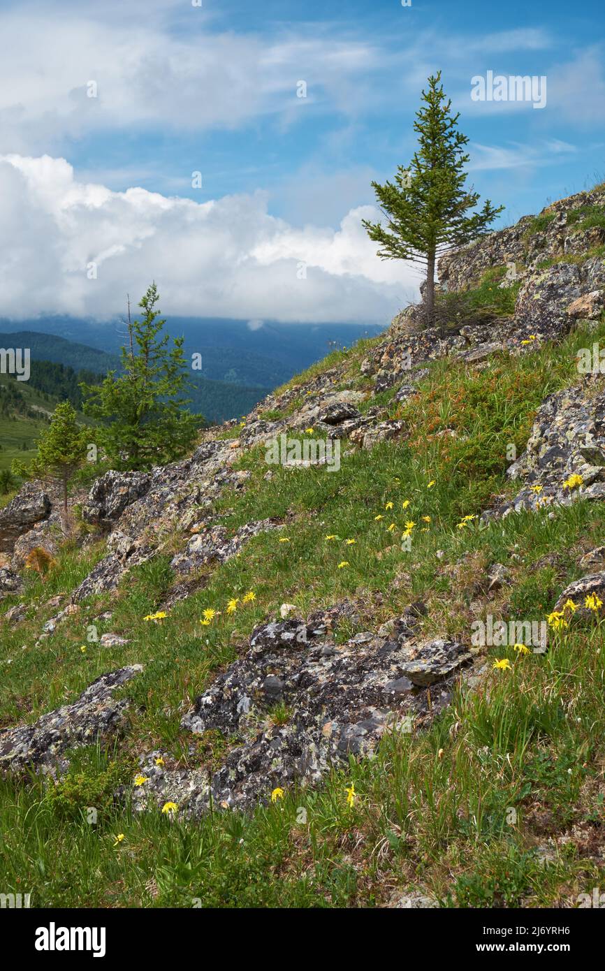 Piedras en la ladera de la montaña. Cordillera Seminsky en Altai, Siberia. Foto de stock