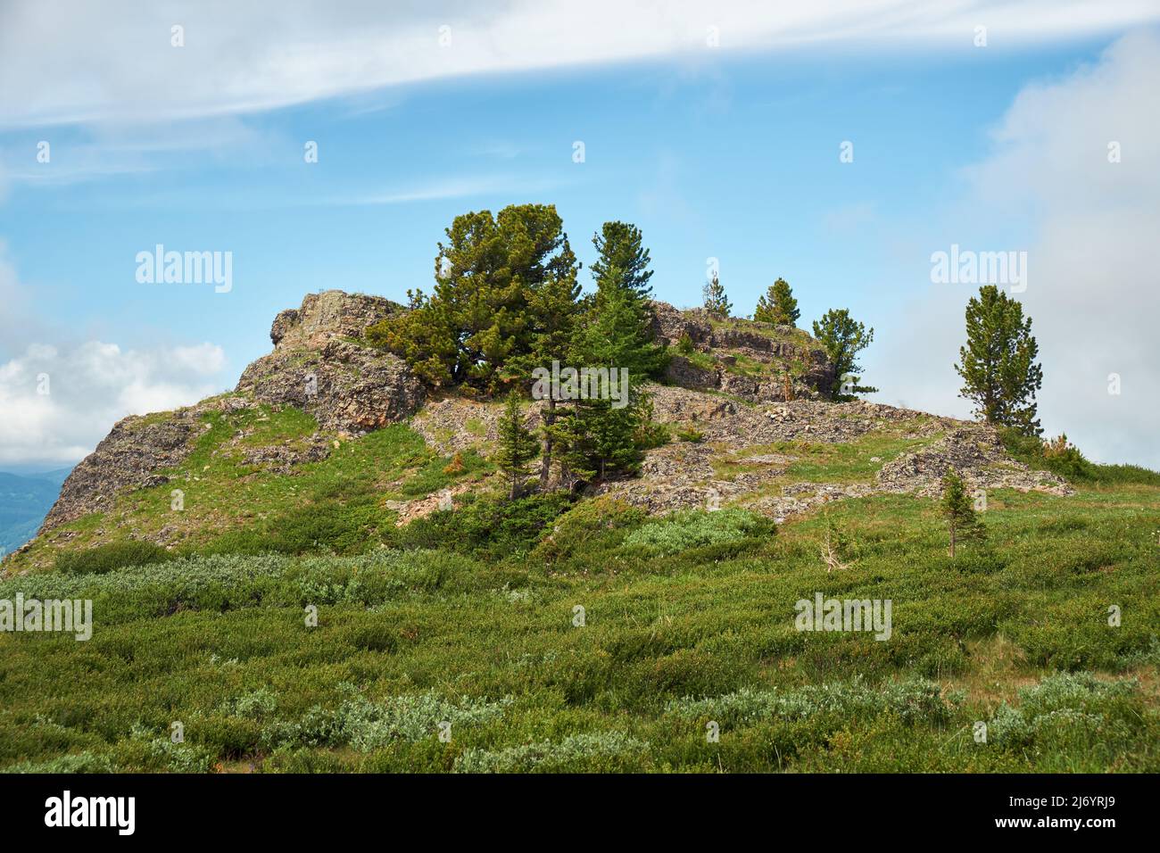 Piedras y matorrales de abedul enano Betula exilis en las tierras altas de Altai. Cordillera Seminsky. Foto de stock