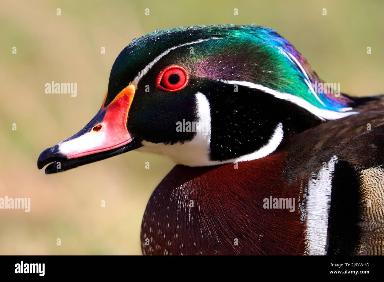 Retrato de Duck de madera de colores, Quebec, Canadá Foto de stock
