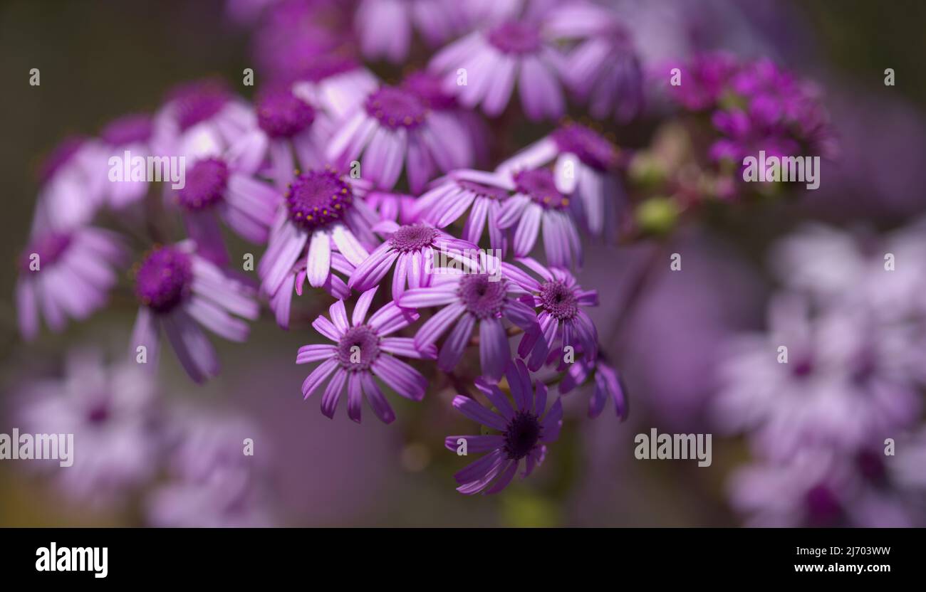 Flora de Gran Canaria - flores magenta de Pericallis webbii, endémica de la isla Foto de stock