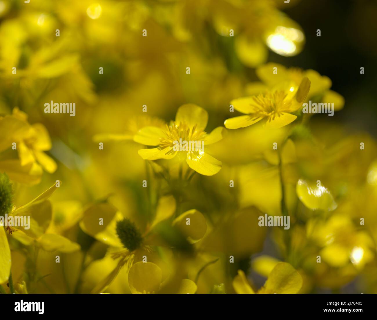 Flora DE GRAN CANARIA - Flores amarillas brillantes de Ranunculus cortusifolius, canario buttercup fondo natural macro floral Foto de stock