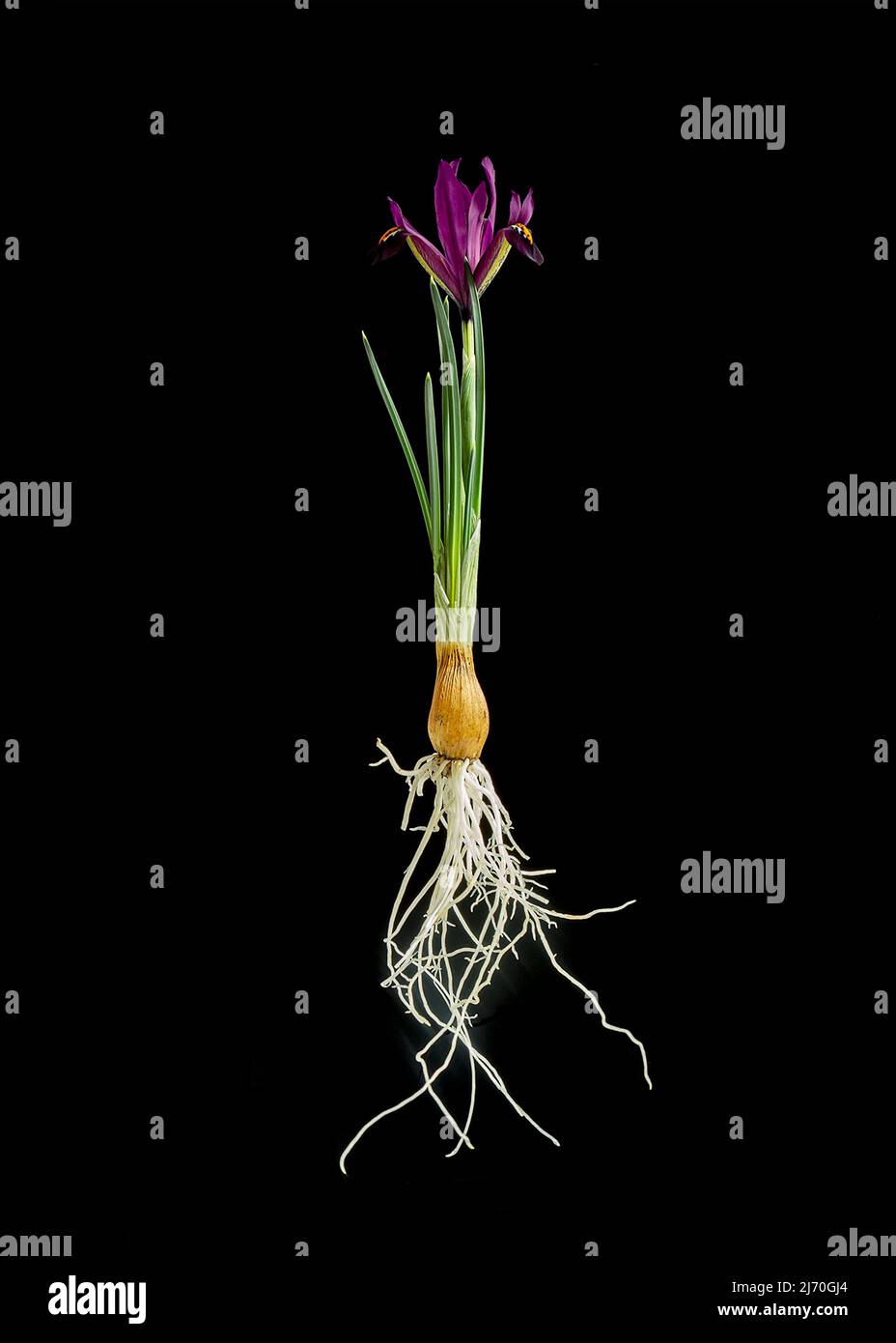 Iris reticulata 'George'. Foto de stock
