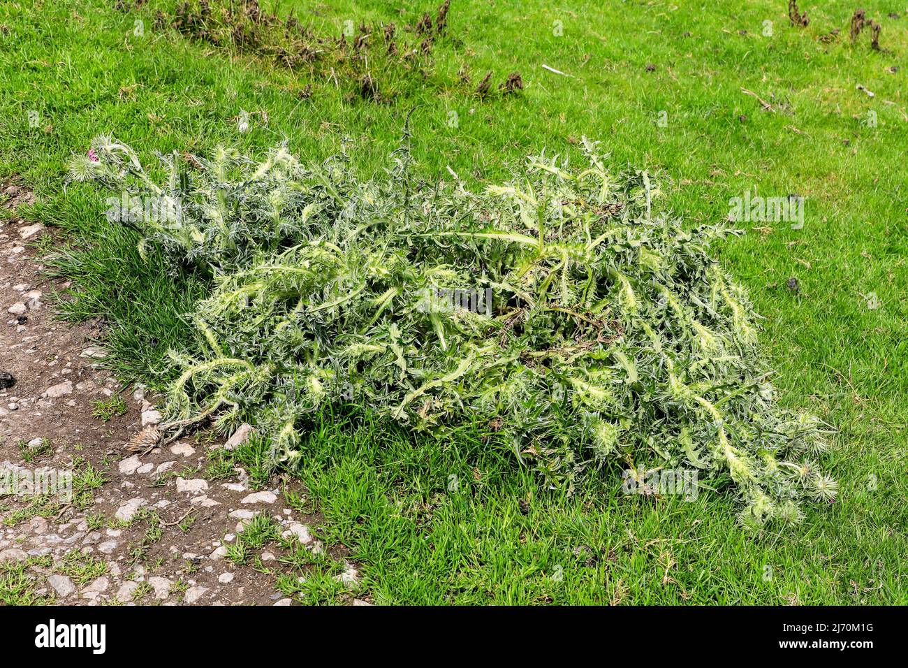 Chistle o cardo de campo (Cirsium arvense) que está muriendo después de ser rociado con el asesino de la maleza, Derbyshire, Inglaterra, Reino Unido Foto de stock