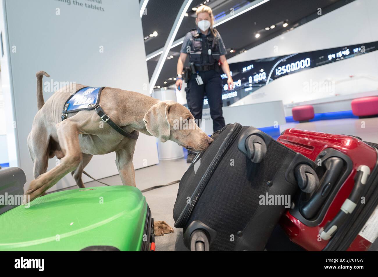 Un perro de siete años de edad que se afana por las drogas, exhibe una  maleta preparada durante una presentación en la conferencia de prensa anual  de la Oficina de Aduanas de