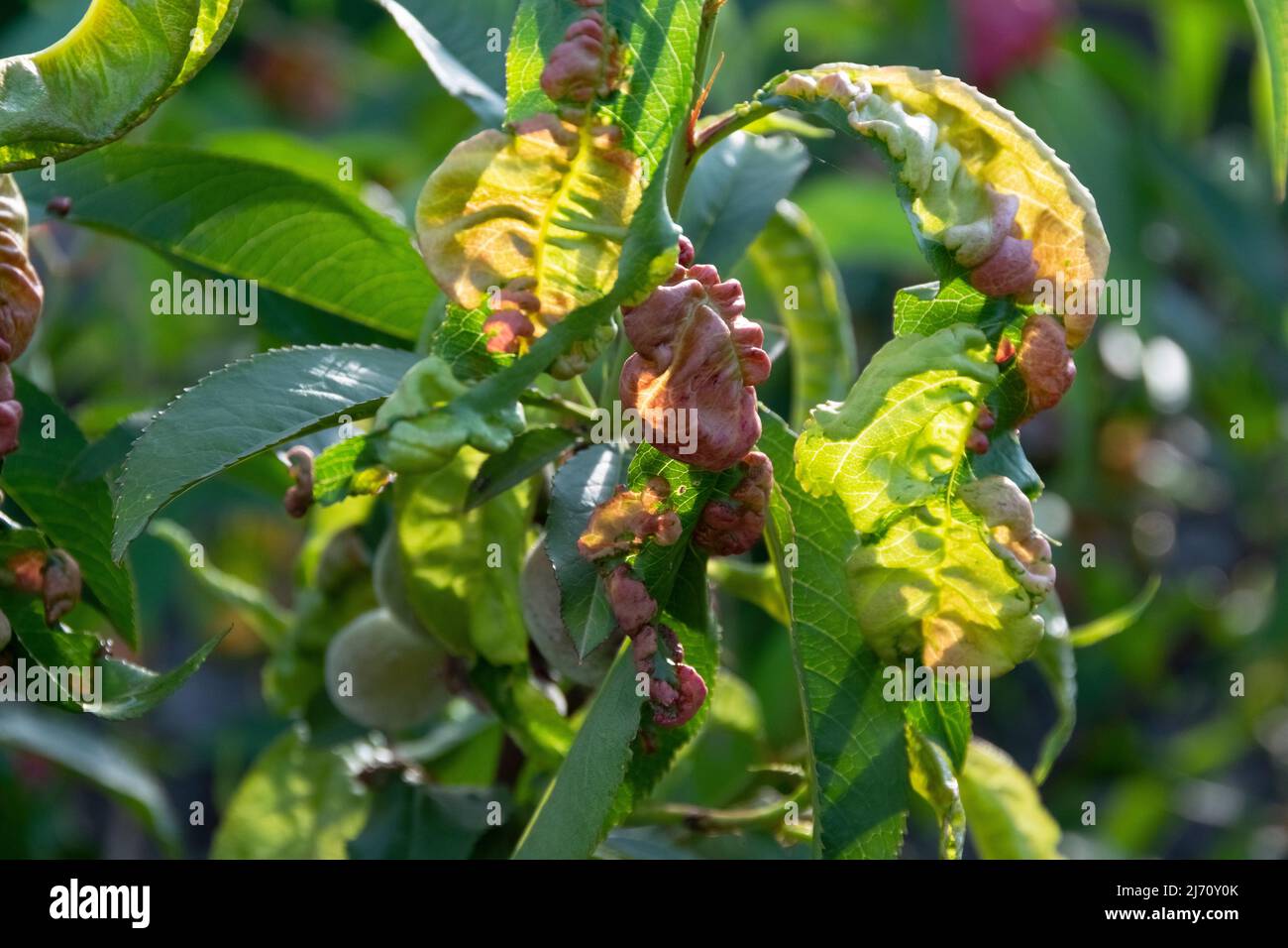 Hojas de durazno enfermas, concepto agrícola, enfermedades de árboles  frutales Fotografía de stock - Alamy