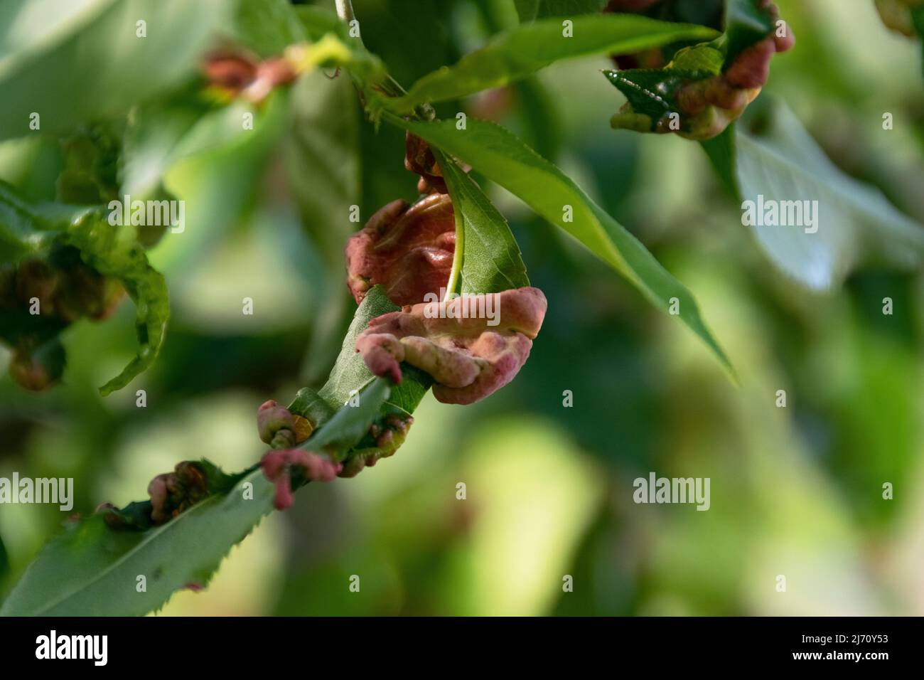 Enfermedad del durazno fotografías e imágenes de alta resolución - Alamy