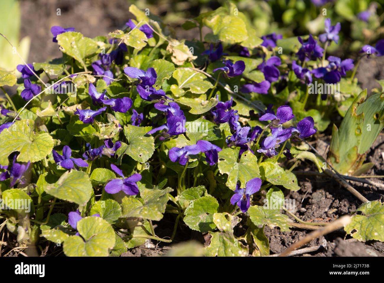 Ramo de violetas en flor, también llamado Viola odorata o veilchen Foto de stock
