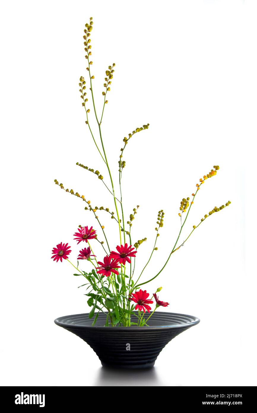 Japanese flower arrangement ikebana fotografías e imágenes de alta  resolución - Alamy
