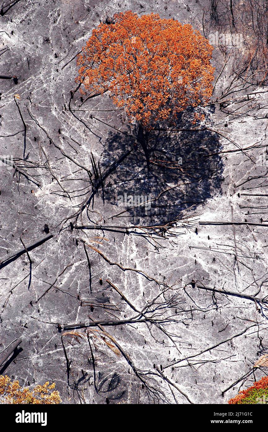 Un solo árbol de pie sobre el suelo quemado Foto de stock