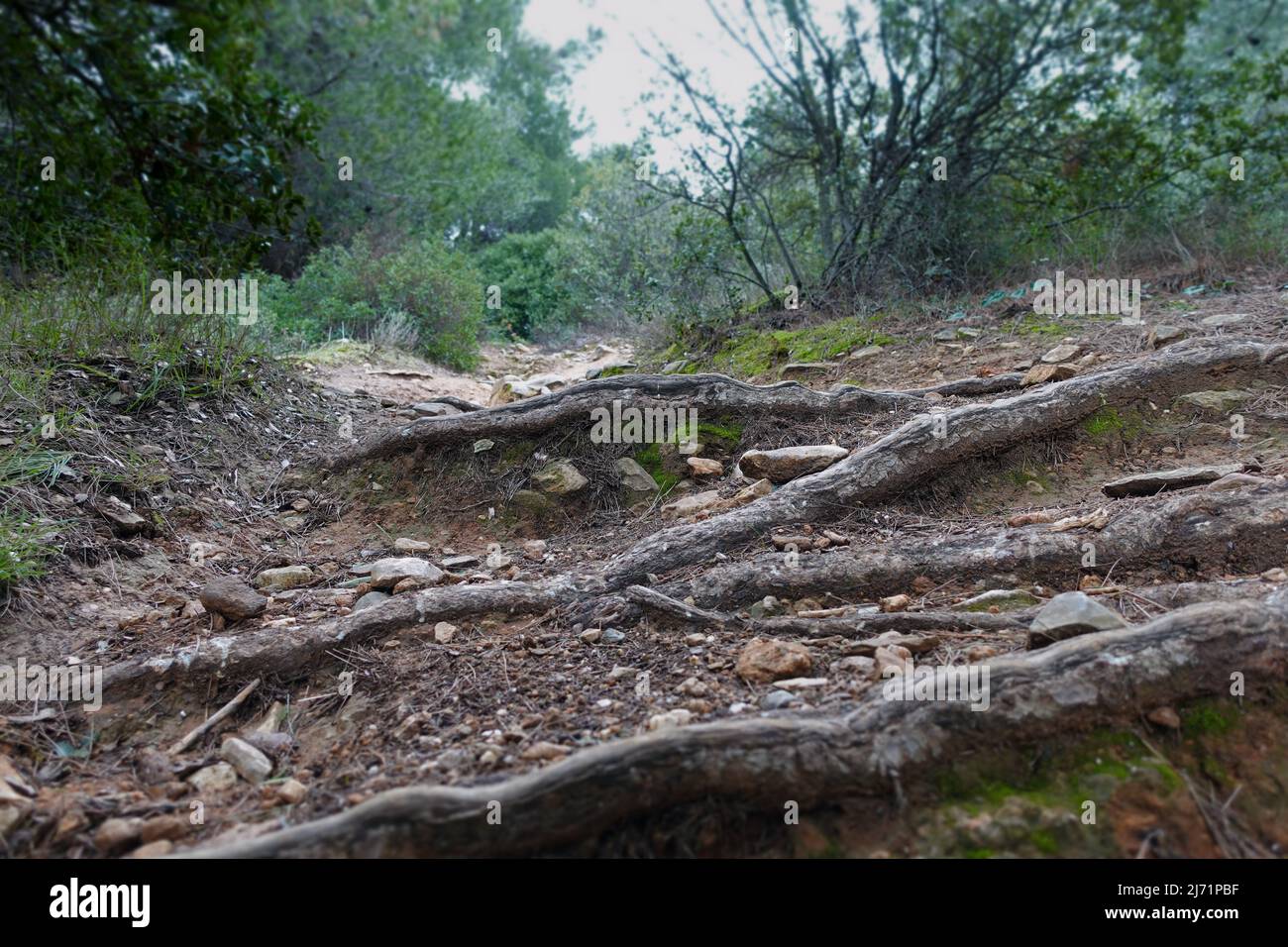 Sendero con escalones de raíz en una colina empinada. Bosque naturaleza paisaje. Foto de stock