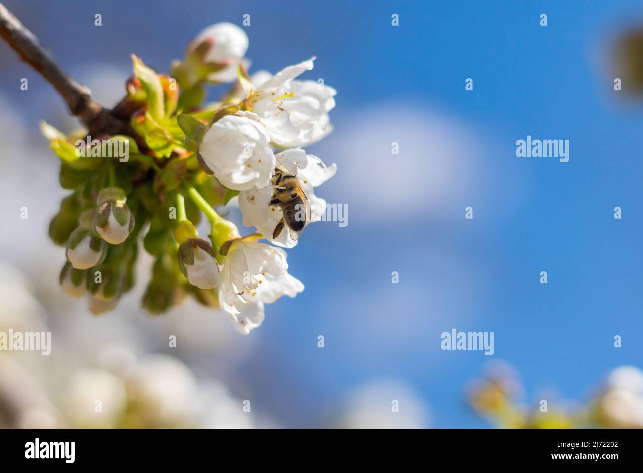 flores de cereza en flor en una rama con abeja polinizante, soleado día de primavera con cielo azul, vista de cerca Foto de stock