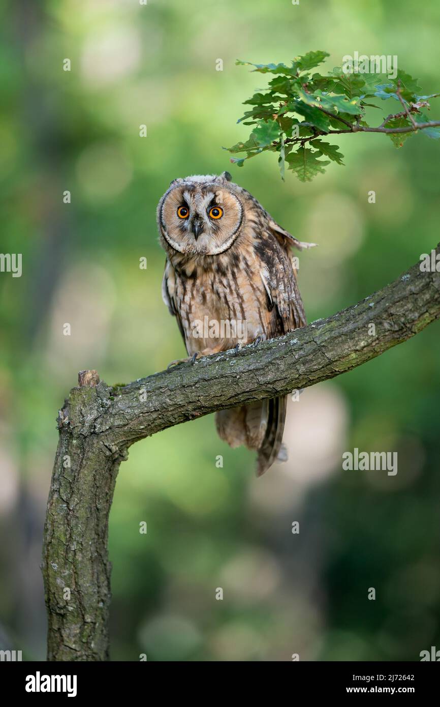 Búho de orejas largas mirando a la cámara mientras está sentado en una rama del árbol. Búho en hábitat natural. ASIO altus. Foto de stock