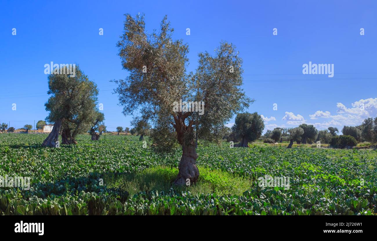 Paisaje de Italia: Campo de Apulia con olivar. Ejemplo típico de tierras de cultivo rural de Apulia. Foto de stock