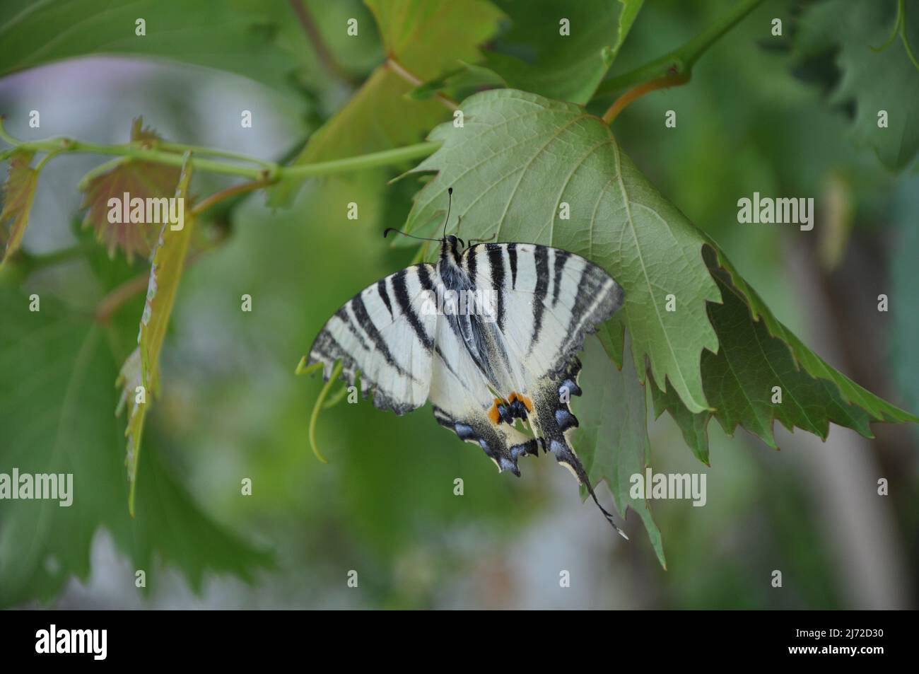 La escasa mariposa de cola alomada perteneciente a la familia Papilionidae se ha hecho rodar desde el lado. La cola alomada de la vela o cola alomada de la pera Foto de stock