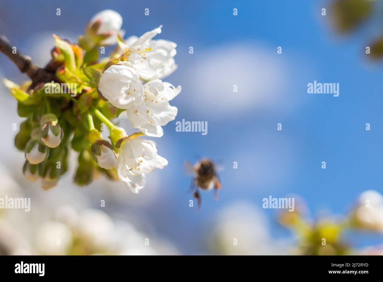 flores de cereza en flor en una rama con abeja polinizante, soleado día de primavera con cielo azul, vista de cerca Foto de stock