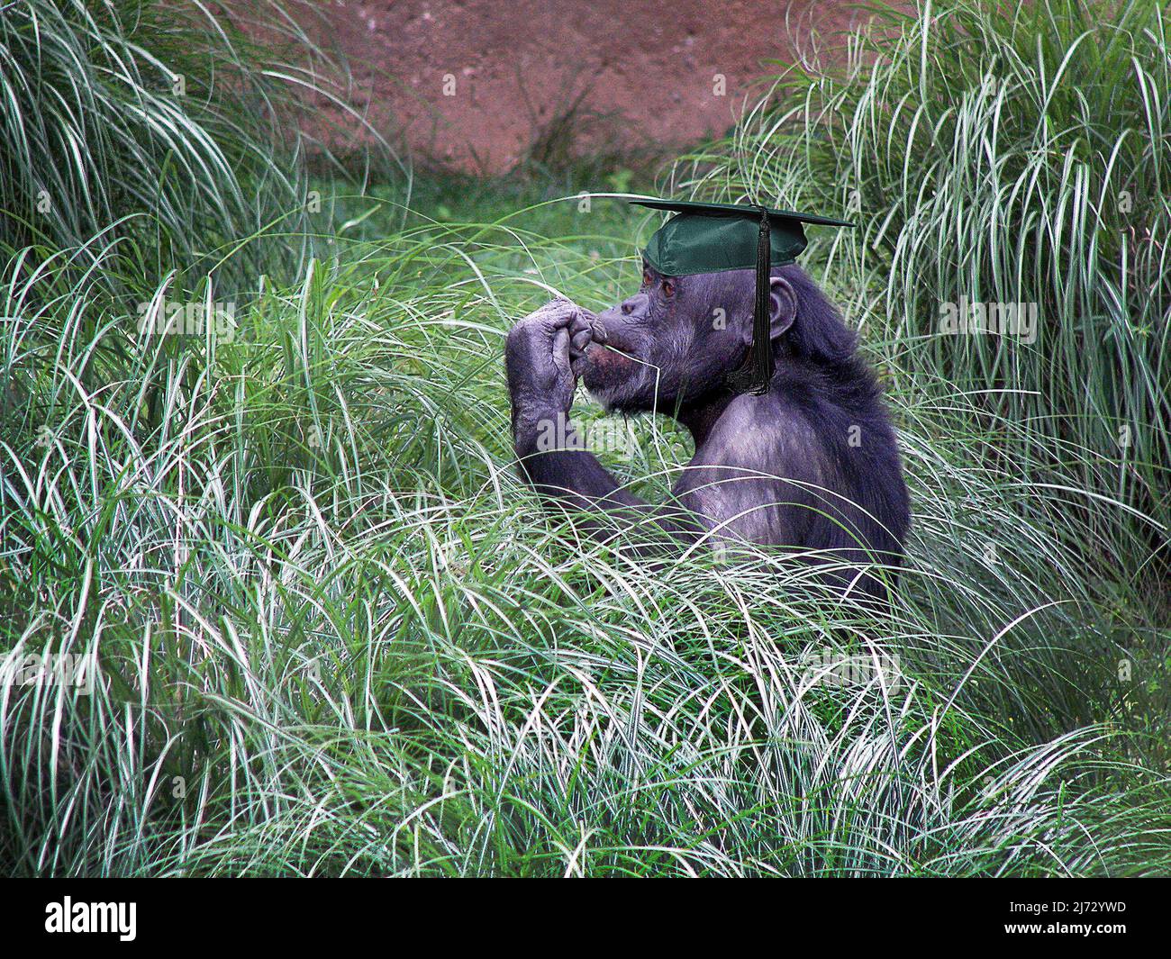 Chimpancé con una gorra verde de graduación y borla negra en hierba verde alta Foto de stock