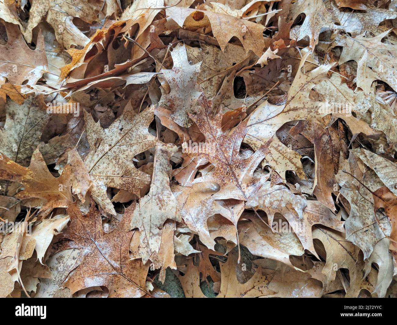Cerca de hojas de roble muerto en el suelo Foto de stock