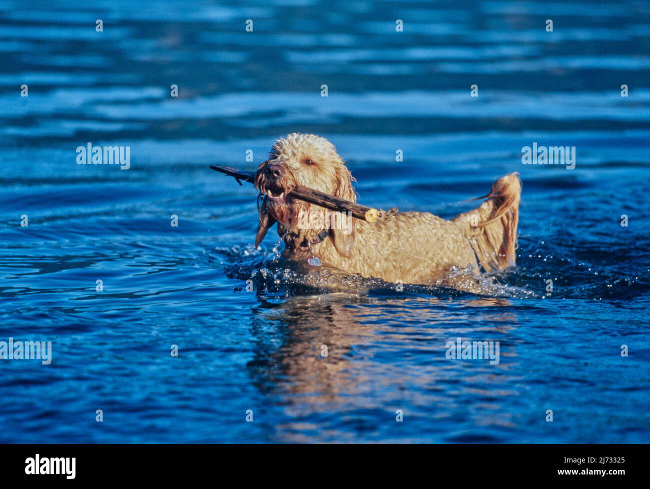 Goldendodle corriendo a través del agua con palo en la boca Fotografía de  stock - Alamy