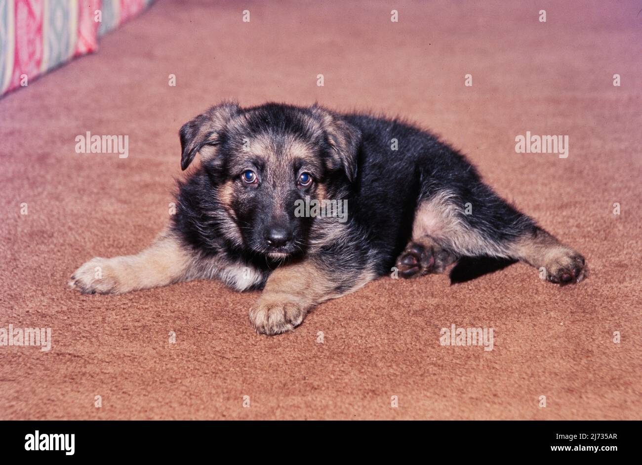Cachorro de pastor alemán sobre alfombra marrón Foto de stock