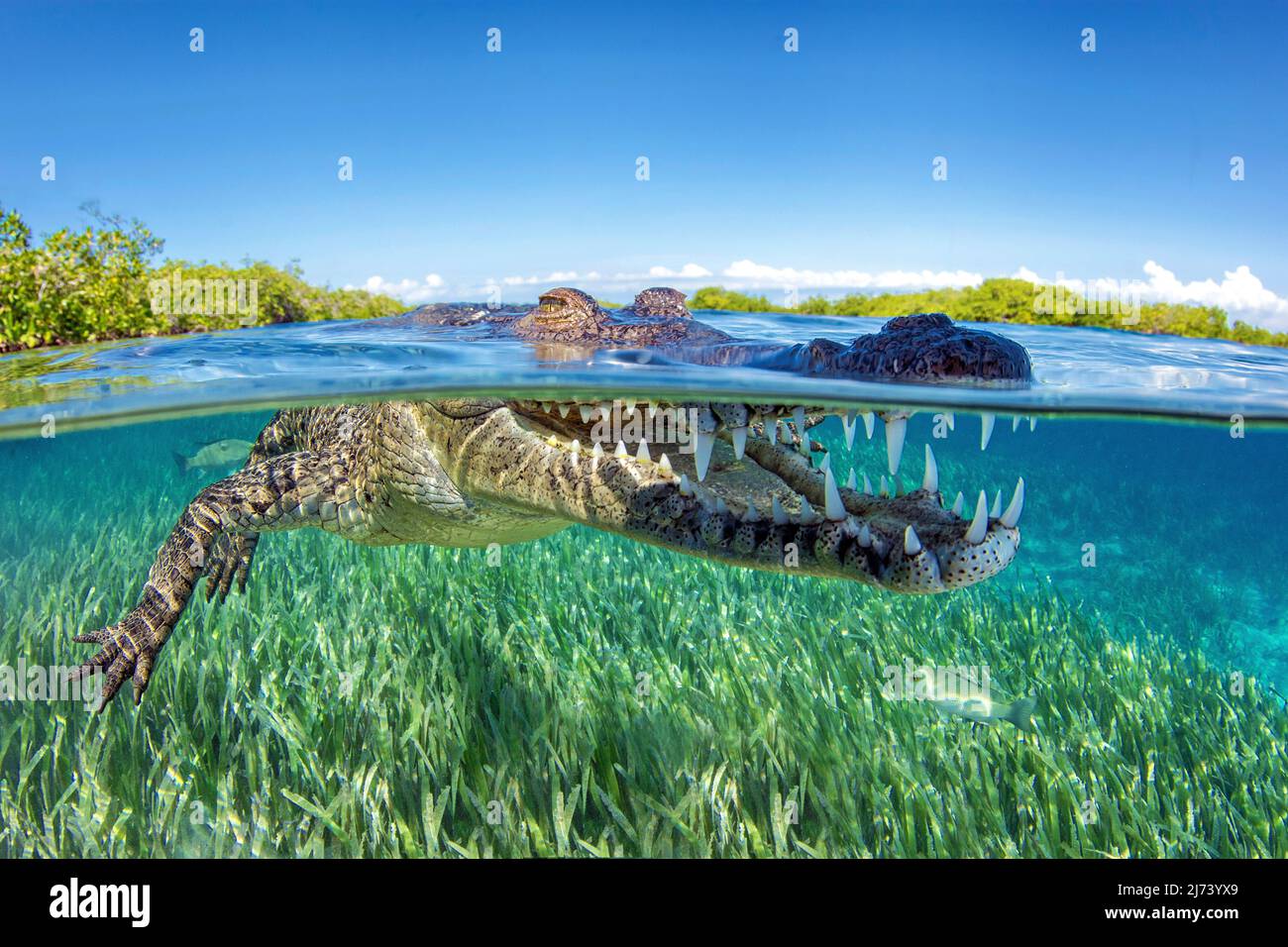 Cocodrilo americano (Crocodylus acutus), imagen dividida, sobre debajo, Jardines de la Reina, Cuba, Mar Caribe, Caribe Foto de stock