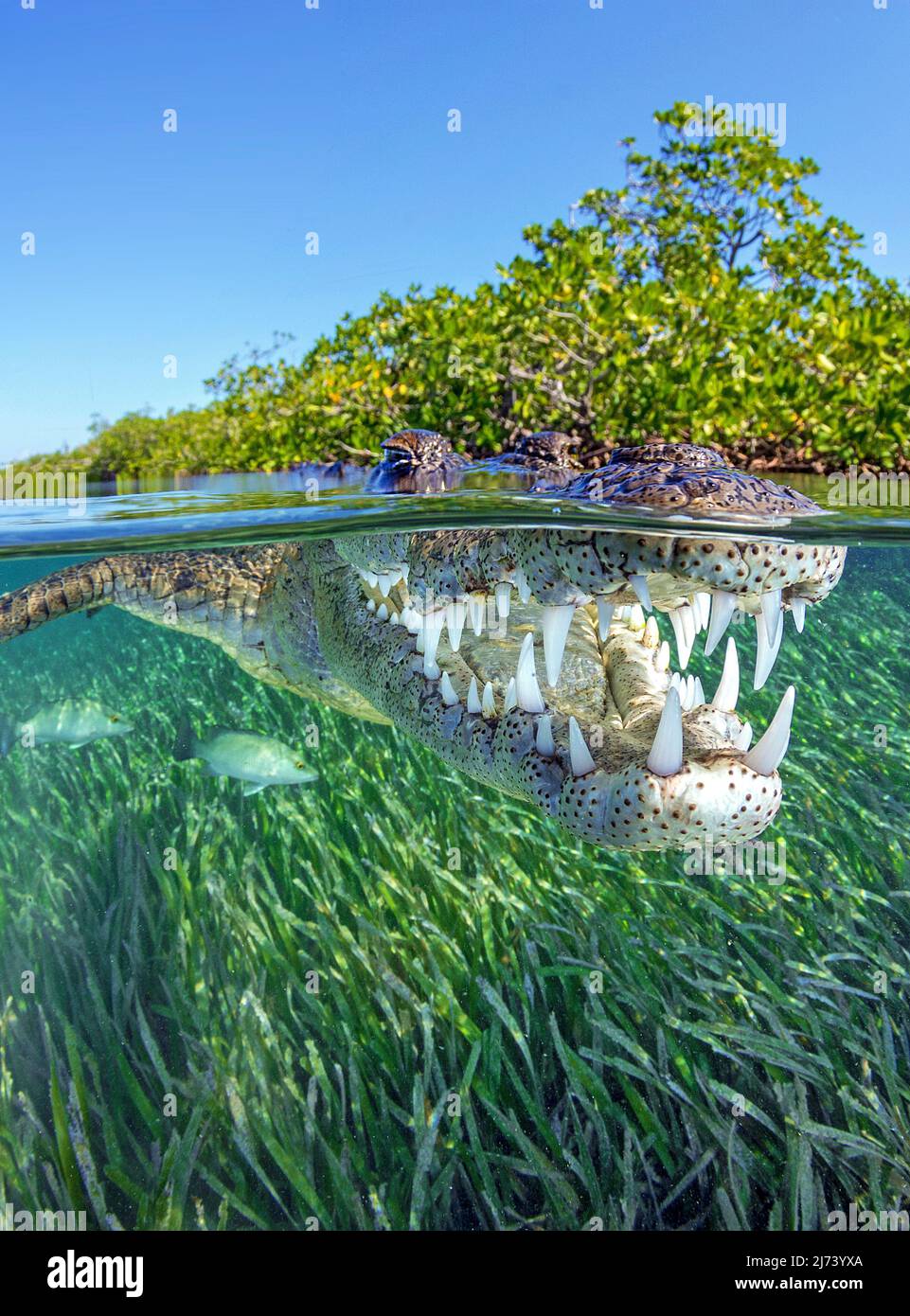 Cocodrilo americano (Crocodylus acutus), imagen dividida, sobre debajo, Jardines de la Reina, Cuba, Mar Caribe, Caribe Foto de stock