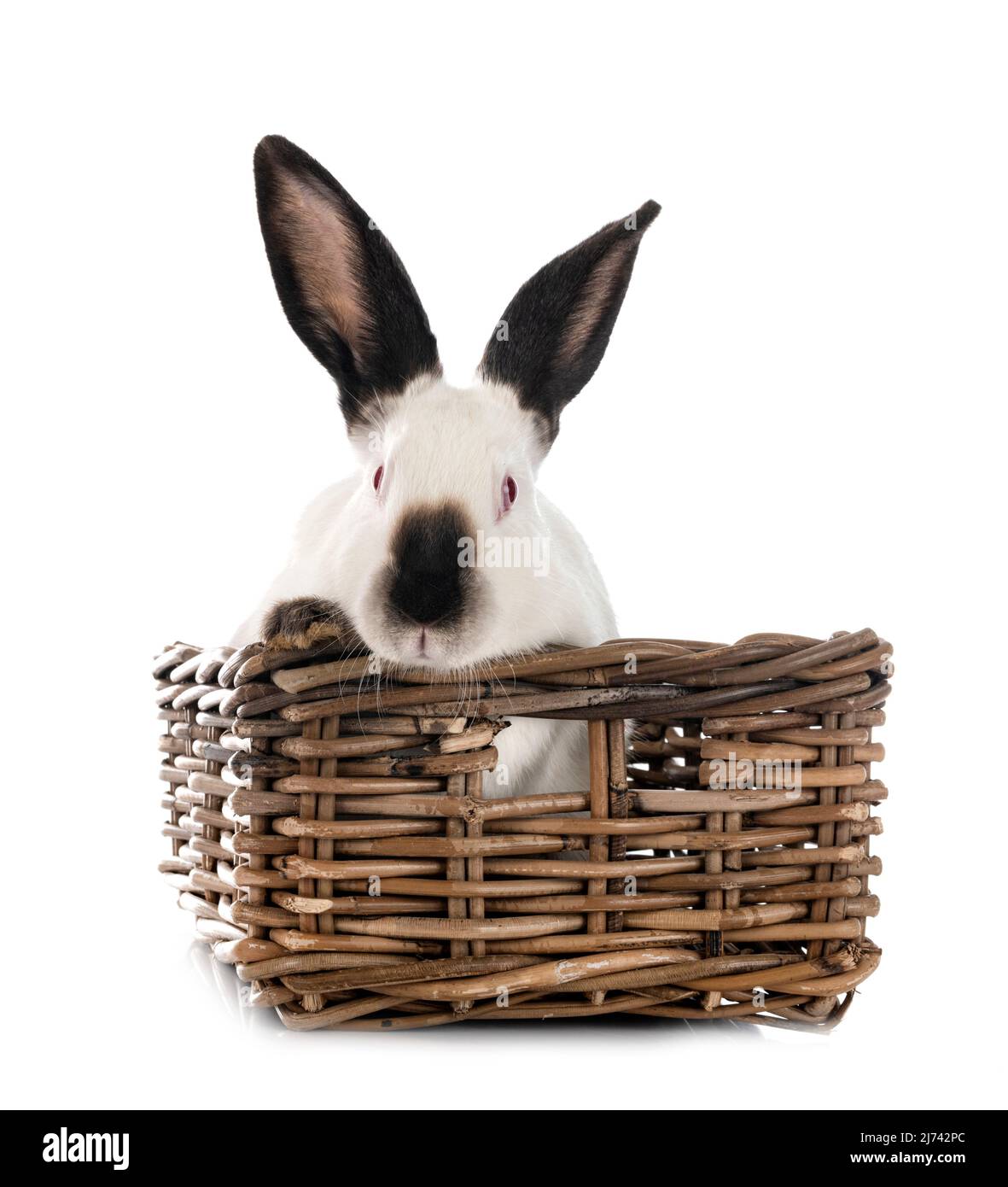 Conejo californiano frente al fondo blanco Fotografía de stock - Alamy